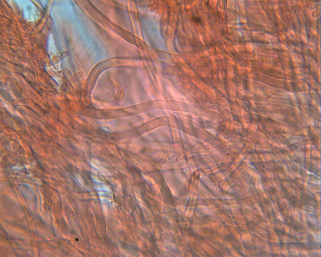 Steccherinum bourdotii